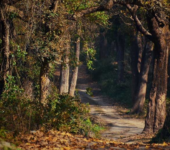 Nature Walk